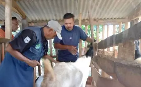 Jelang Idul Adha 1446 Hijriyah, Diperta Kabupaten Probolinggo Semakin Gencarkan Vaksinasi PMK