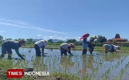 Banyuwangi Siap Menuju Swasembada Pangan dengan Perluas Areal Tanam Hingga Libatkan Generasi Milenial