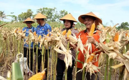 Polres Bantul Panen 7,32 Ton Jagung per Hektare di Lahan Non Baku