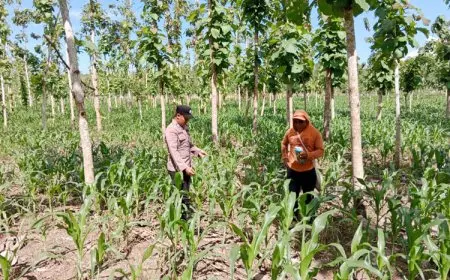 Bhabinkamtibmas Jadi Garda Depan Sukseskan Food Estate di Banyuwangi