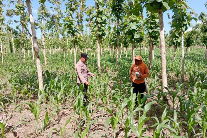 Bhabinkamtibmas Jadi Garda Depan Sukseskan Food Estate di Banyuwangi