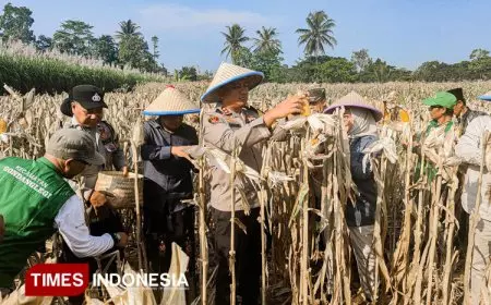 Panen Raya Jagung Tahap II di Malang, Kapolres Dorong Petani Gunakan Teknologi dan Data