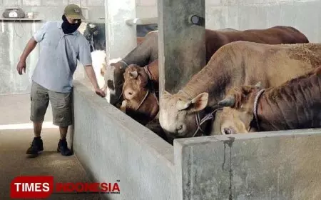 Akademisi Beri Tips Memilih Hewan Kurban, Bukan Hanya Gemuk