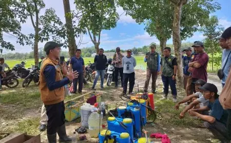 Kementan Gandeng Polbangtan Malang dalam Gerdal Hama Penggerek Batang Padi