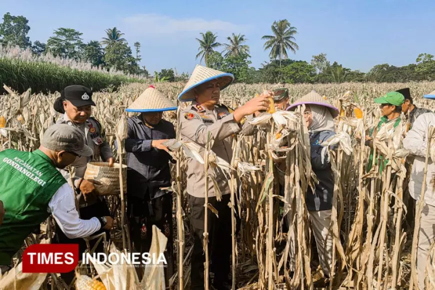 Panen Raya Jagung Tahap II di Malang, Kapolres Dorong Petani Gunakan Teknologi dan Data