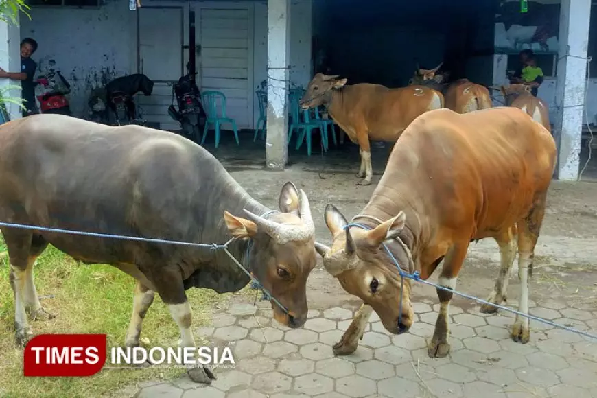 Sapi Bali Jadi Favorit Masyarakat Banyuwangi untuk Kurban Idul Adha
