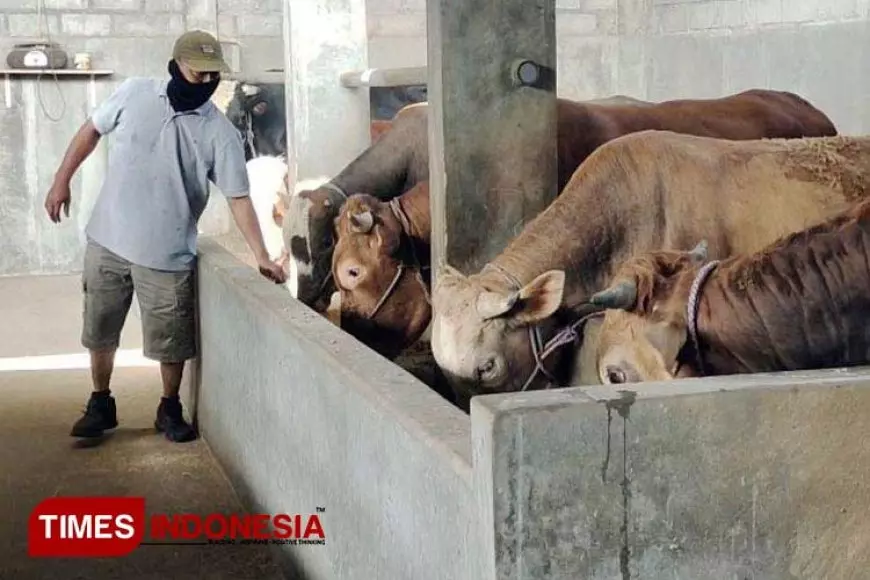 Akademisi Beri Tips Memilih Hewan Kurban, Bukan Hanya Gemuk