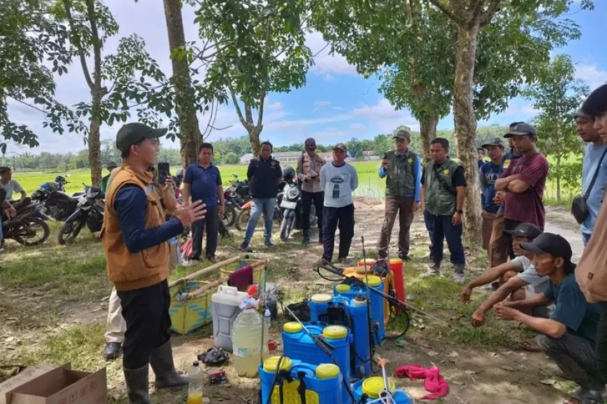 Kementan Gandeng Polbangtan Malang dalam Gerdal Hama Penggerek Batang Padi