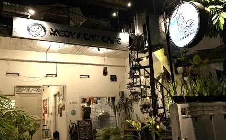 Meow Cafe Malang: Surga Ngopi dan Rumah Kasih untuk Pecinta Kucing di Mojolangu