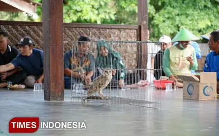 Senjata Alami Hama Tikus, Dispertan Banyuwangi Lepaskan 421 Burung Hantu