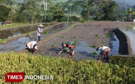 Babinsa Dampingi Petani Tanam Padi untuk Tingkatkan Produktivitas di Tulungrejo