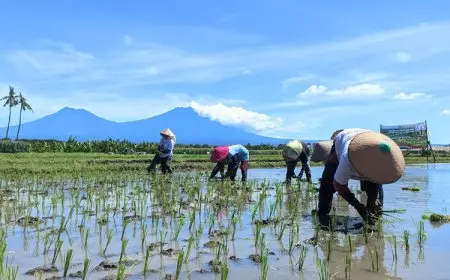 Dari Pra Tanam hingga Panen, Begini Strategi Dispertan Banyuwangi Kendalikan Hama Tikus