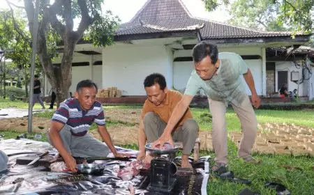 Idul Adha 1446 H, Polije Kembali Bagikan Daging Kurban