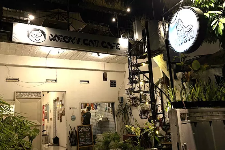 Meow Cafe Malang: Surga Ngopi dan Rumah Kasih untuk Pecinta Kucing di Mojolangu