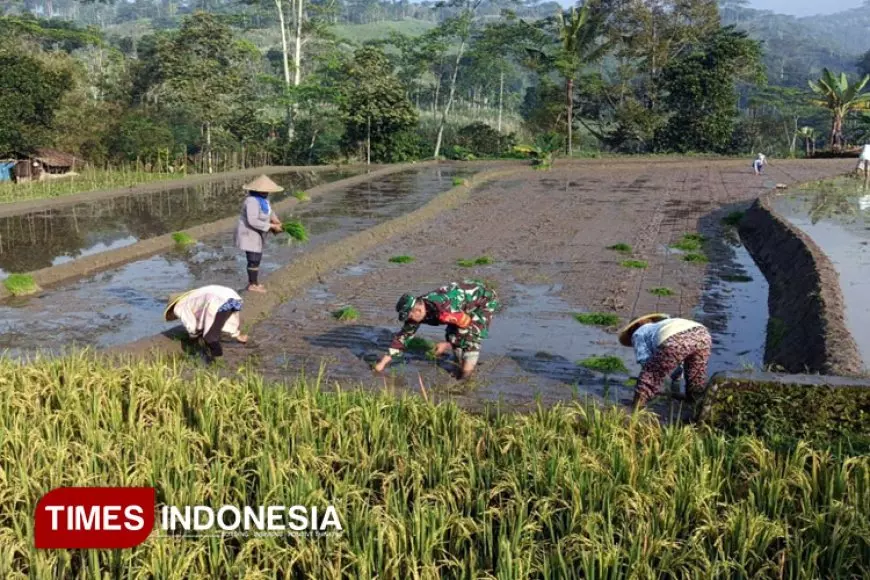 Babinsa Dampingi Petani Tanam Padi untuk Tingkatkan Produktivitas di Tulungrejo