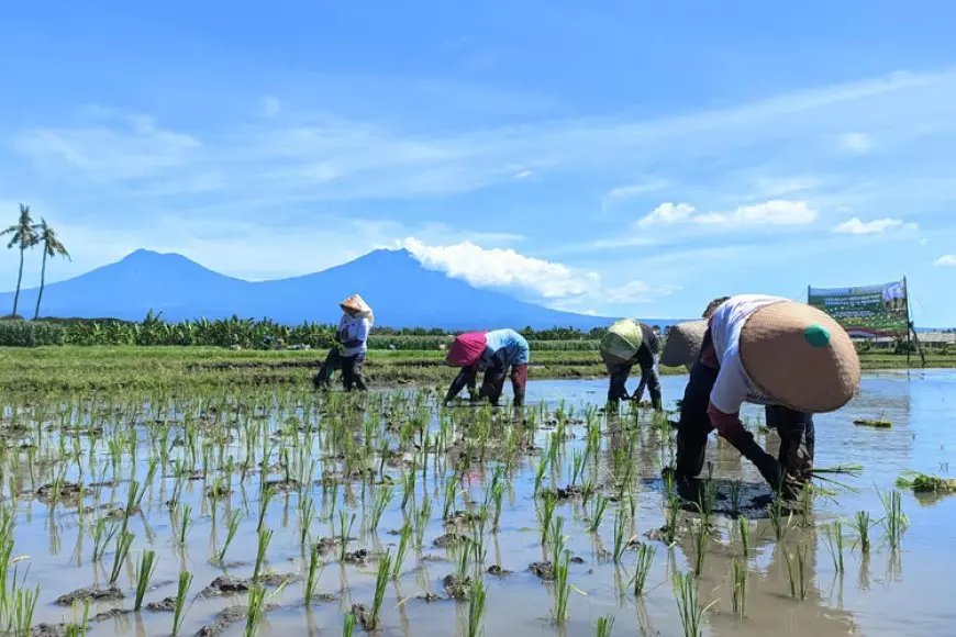 Dari Pra Tanam hingga Panen, Begini Strategi Dispertan Banyuwangi Kendalikan Hama Tikus