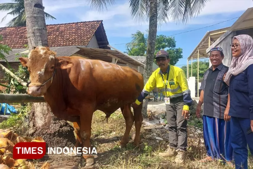 Idul Adha 2025, Tambang Emas PT BSI Bagikan 67 Ekor Hewan Kurban