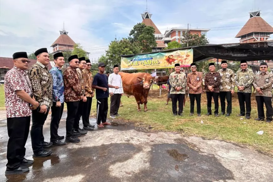 Dharma Lautan Utama Kurban 73 Ekor Sapi Lokal Jumbo