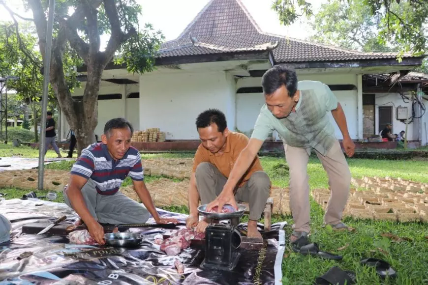 Idul Adha 1446 H, Polije Kembali Bagikan Daging Kurban