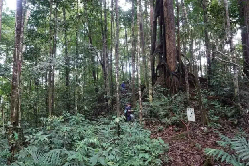Kemenhut RI Umumkan Dua Spesies Anggrek dari Kalimantan