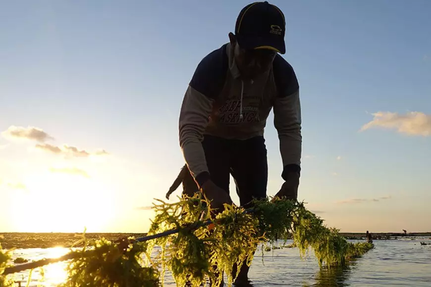 Sinergi Mendukung Budi Daya Rumput Laut Berkelanjutan dan Pelestarian Terumbu Karang