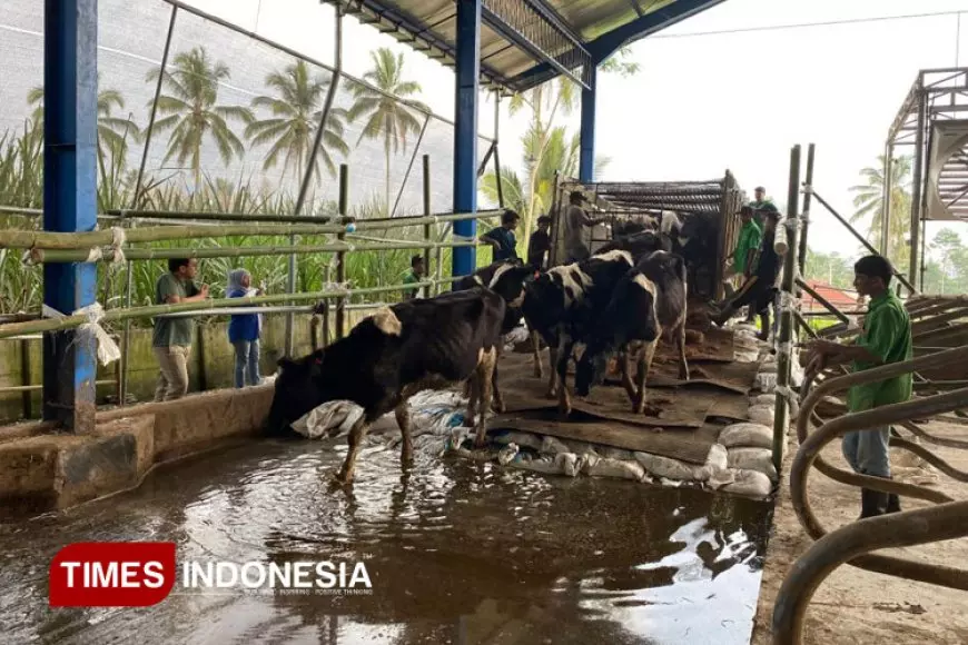 Farm KAN Jabung Menambah Populasi 224 Sapi Perah, Siap Tingkatkan Produksi Susu Segar