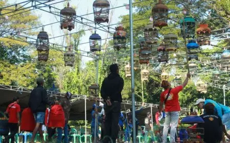 Dongkrak Produk UMKM, Pemkab Probolinggo dan Gerakan Koperasi Gelar Lomba Gacoran Perkutut Lokal