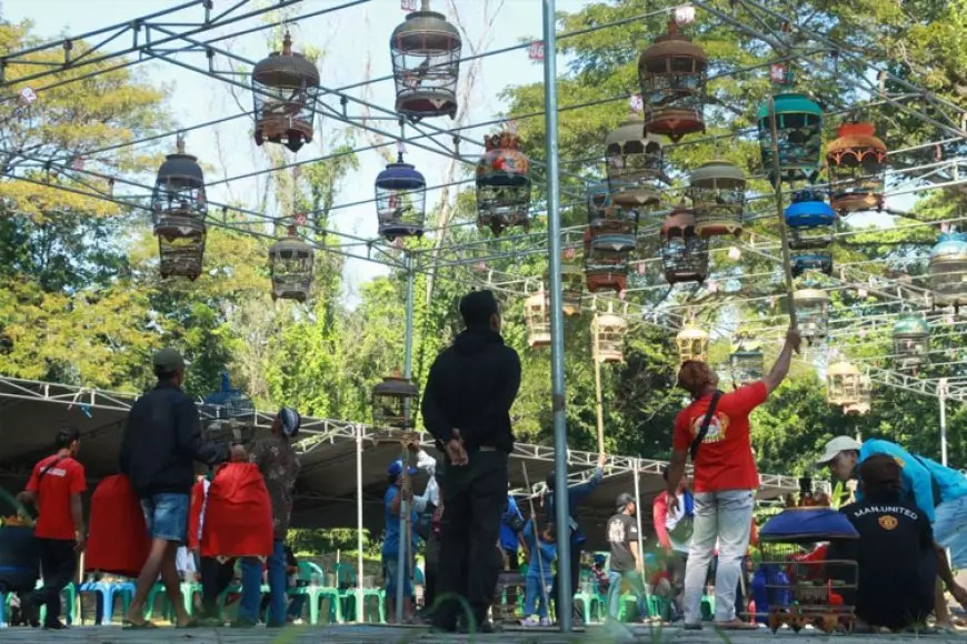 Dongkrak Produk UMKM, Pemkab Probolinggo dan Gerakan Koperasi Gelar Lomba Gacoran Perkutut Lokal