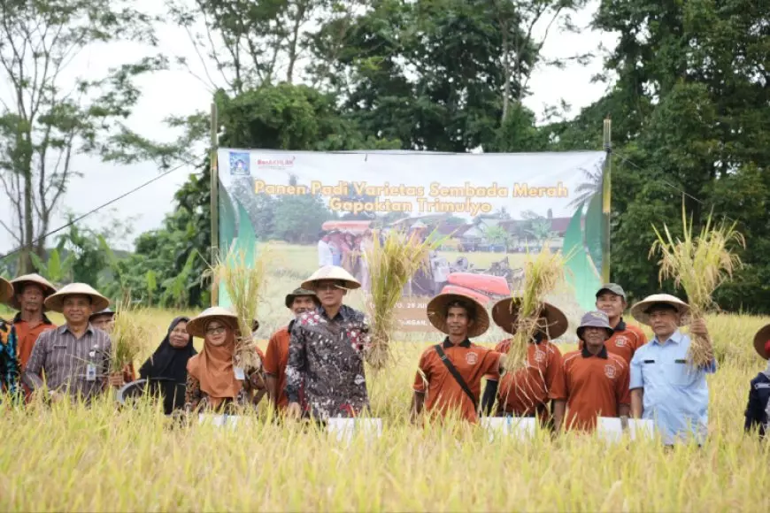 Wabup Sleman Dukung Petani Lewat Panen Raya Padi Sembada Merah di Trimulyo