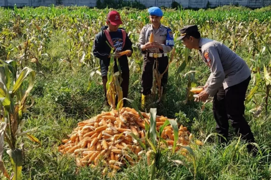 Dukung Ketahanan Pangan, Polresta Malang Kota dan Gapoktan Panen 2,5 Ton Jagung