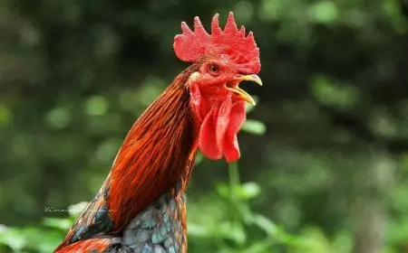 Ayam Pelung, Warisan Cianjur Bernilai Puluhan Juta yang Kontesnya Kini Jadi Agenda Tahunan