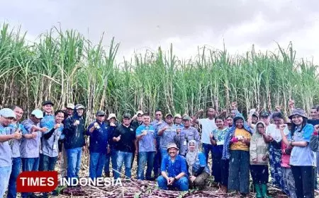 Petani Tebu Mitra MSM di Desa Matawai Maringu Sumba Timur Tebang Tebu