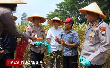 Polresta Malang Kota Gelar Panen Raya Jagung Kuartal III 2025