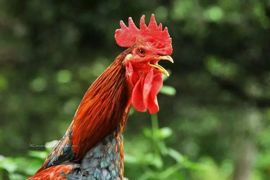 Ayam Pelung, Warisan Cianjur Bernilai Puluhan Juta yang Kontesnya Kini Jadi Agenda Tahunan