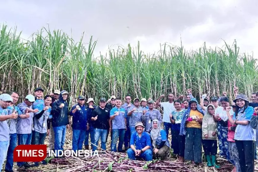 Petani Tebu Mitra MSM di Desa Matawai Maringu Sumba Timur Tebang Tebu