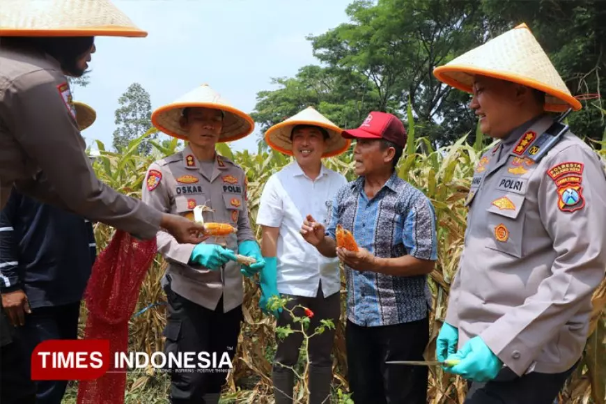 Polresta Malang Kota Gelar Panen Raya Jagung Kuartal III 2025