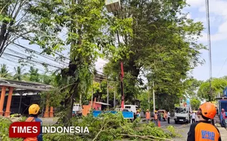 Antisipasi Pohon Tumbang, BPBD Jember Tebang Pohon di Jalan Jawa