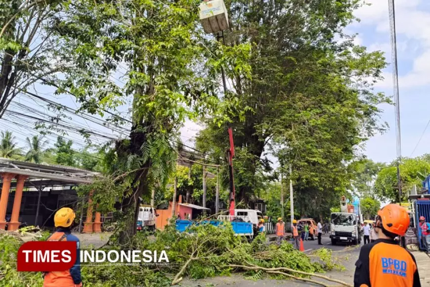 Antisipasi Pohon Tumbang, BPBD Jember Tebang Pohon di Jalan Jawa