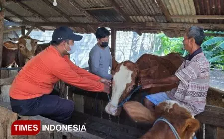 Antisipasi PMK, Dispertan Banyuwangi Genjot Vaksinasi Hewan Ternak