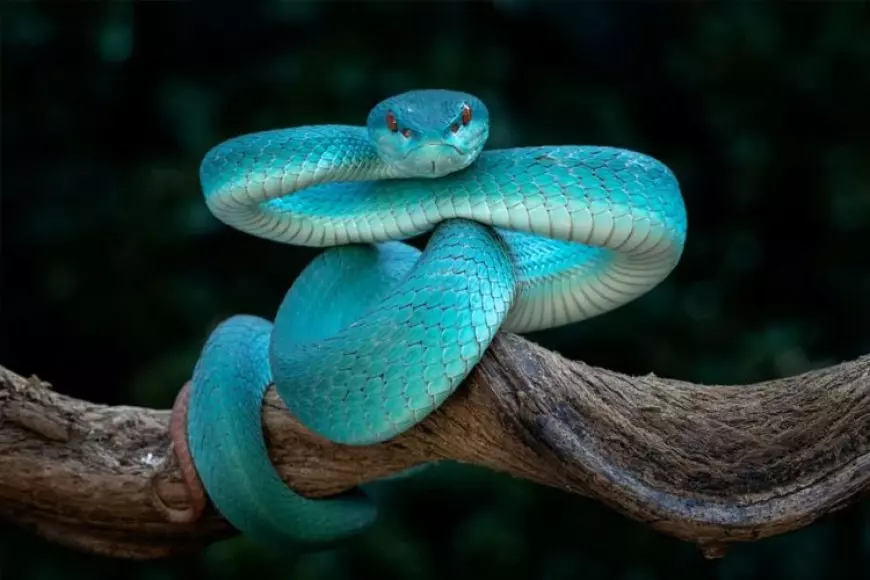 Ular Endemik Indonesia jadi Inspirasi Karakter Gary De'Snake Zootopia 2