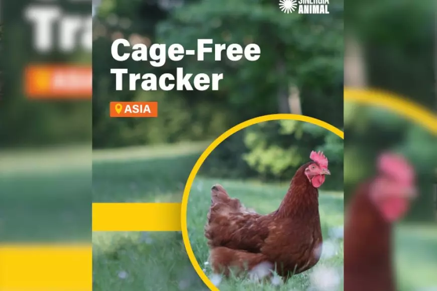 Laporan Asia Cage-Free Tracker 2025 Soroti Lambatnya Transparansi Perusahaan Pangan