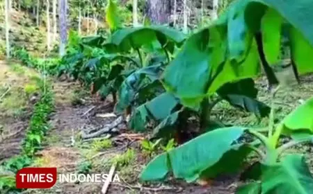 Selain Pisang Srimulyo, Pisang Mas Kirana Prospek Dikenalkan di Kabupaten Malang