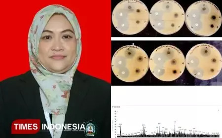 Penelitian UNISMA, Kenalkan Potensi Daun Salam Sebagai Antibiotika Alami