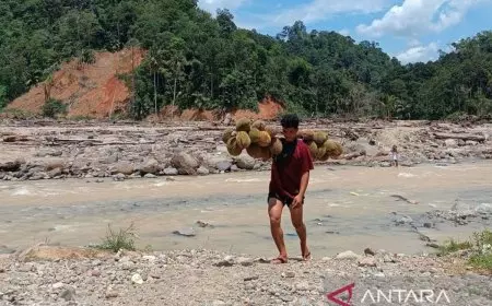 Tiga Bulan Terisolasi karena Jembatan Putus, Warga Sibio-bio Tapteng Terobos Sungai demi Panen