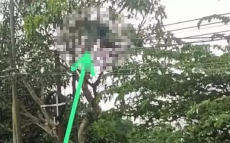 Kesetrum Kabel PLN, Pria di Pacitan Meninggal di Atas Pohon Mangga