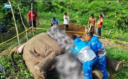 Seekor Gajah Sumatra Mati Diduga Tersengat Listrik di Aceh Tengah