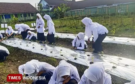 Eksperimentasi Agronomi di Laboratorium Alam MTsN 9 Jombang: Analisis Komparatif Nutrisi Organik vs Anorganik Tanaman Solanaceae