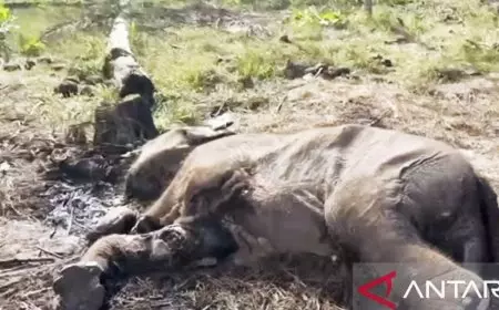 Anak Gajah Sumatera Ditemukan Mati di Tesso Nilo, Diduga Terkena Jerat