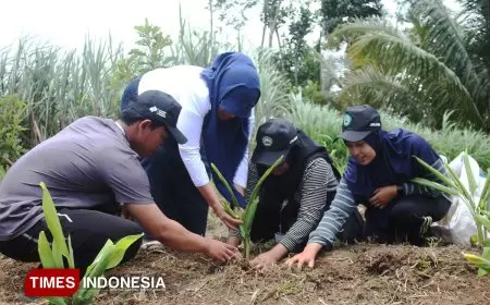 Wujudkan Desa Mandiri Obat, 53 Mahasiswa KSM-T Unisma Hijaukan Desa Jabung dengan Bibit TOGA