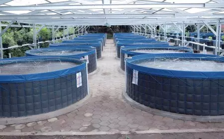 Dari Sungai ke Kolam Bioflok, Pakarti Gunungkidul Raup Bantuan Rp 215 Juta untuk Budidaya Ikan